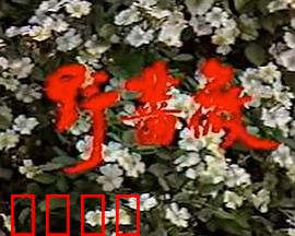 野蔷薇：逆袭的复仇之花